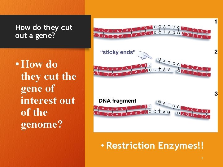 How do they cut out a gene? • How do they cut the gene