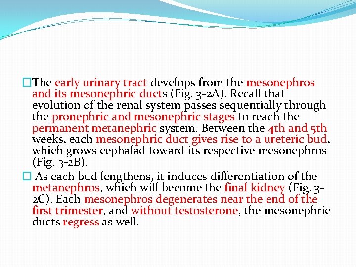 �The early urinary tract develops from the mesonephros and its mesonephric ducts (Fig. 3