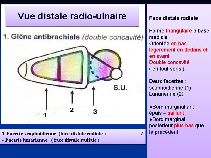 Vue distale radio-ulnaire Face distale radiale Forme triangulaire à base médiale Orientée en bas