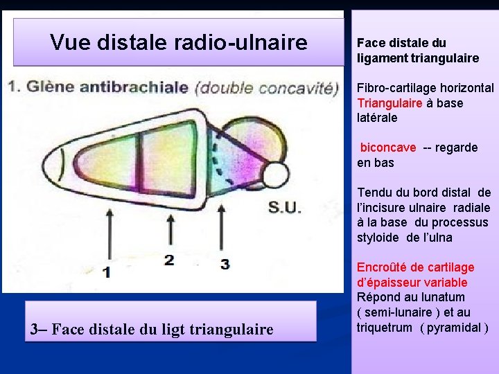 Vue distale radio-ulnaire Face distale du ligament triangulaire Fibro-cartilage horizontal Triangulaire à base latérale