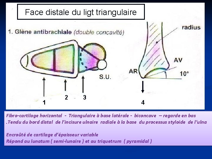 Face distale du ligt triangulaire 1 2 3 4 Fibro-cartilage horizontal - Triangulaire à