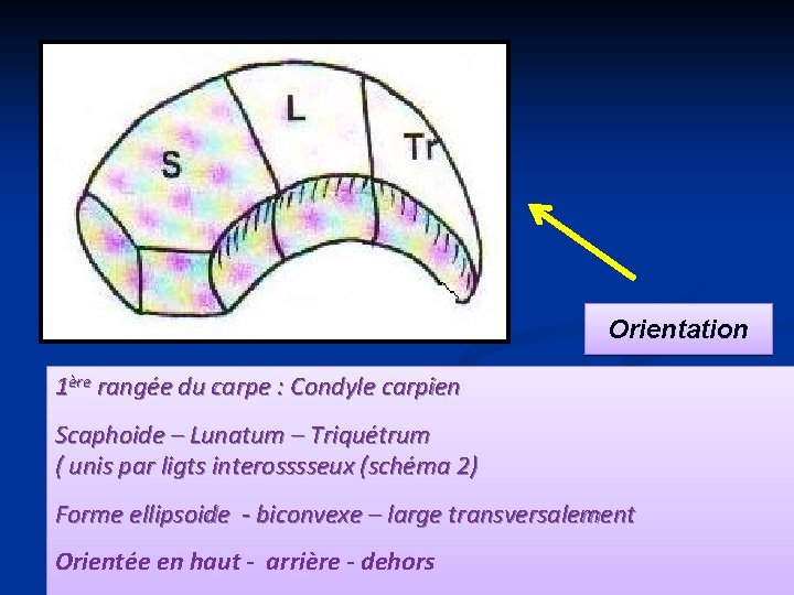 Orientation 1ère rangée du carpe : Condyle carpien Scaphoide – Lunatum – Triquétrum (