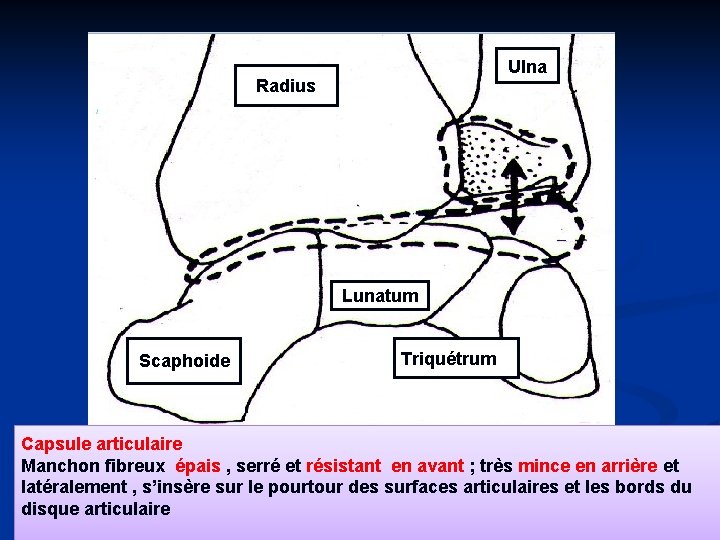 Ulna Radius Lunatum Scaphoide Triquétrum Capsule articulaire Manchon fibreux épais , serré et résistant