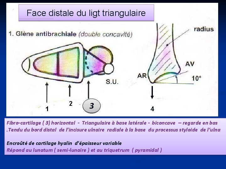 Face distale du ligt triangulaire 1 2 33 4 Fibro-cartilage ( 3) horizontal -