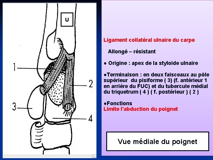 U Ligament collatéral ulnaire du carpe Allongé – résistant ● Origine : apex de