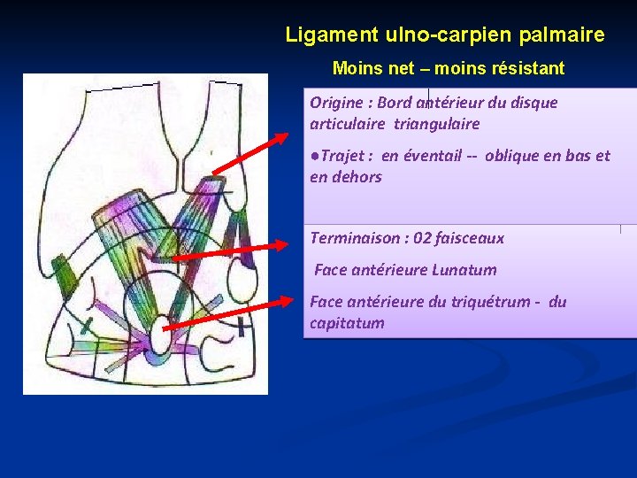 Ligament ulno-carpien palmaire Moins net – moins résistant Origine : Bord antérieur du disque