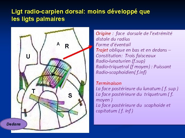 Ligt radio-carpien dorsal: moins développé que les ligts palmaires A R U L T