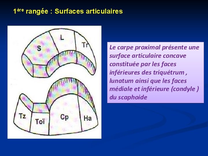 1ère rangée : Surfaces articulaires Le carpe proximal présente une surface articulaire concave constituée