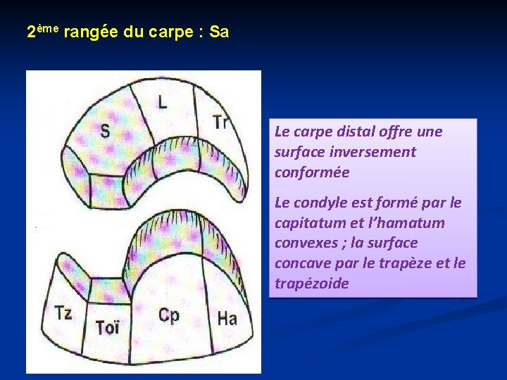 2ème rangée du carpe : Sa Le carpe distal offre une surface inversement conformée