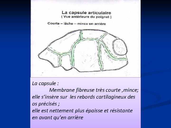 La capsule : Membrane fibreuse très courte , mince; elle s’insère sur les rebords