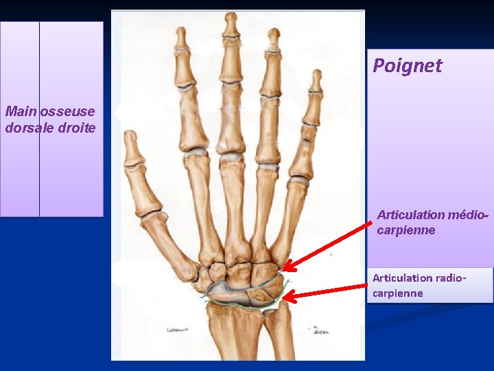 Poignet Main osseuse dorsale droite Articulation médiocarpienne Articulation radiocarpienne 