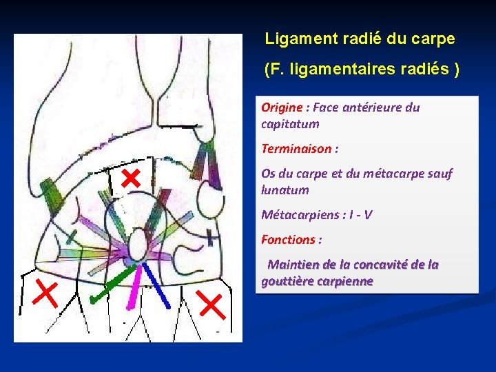 Ligament radié du carpe (F. ligamentaires radiés ) Origine : Face antérieure du capitatum