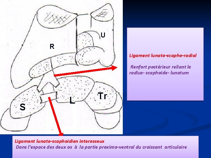 U R Ligament lunato-scapho-radial Renfort postérieur reliant le Ligt lunato-scaphoradius- scaphoide- lunatum radial S