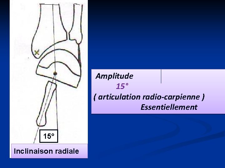  Amplitude 15° ( articulation radio-carpienne ) Essentiellement 15° Inclinaison radiale 