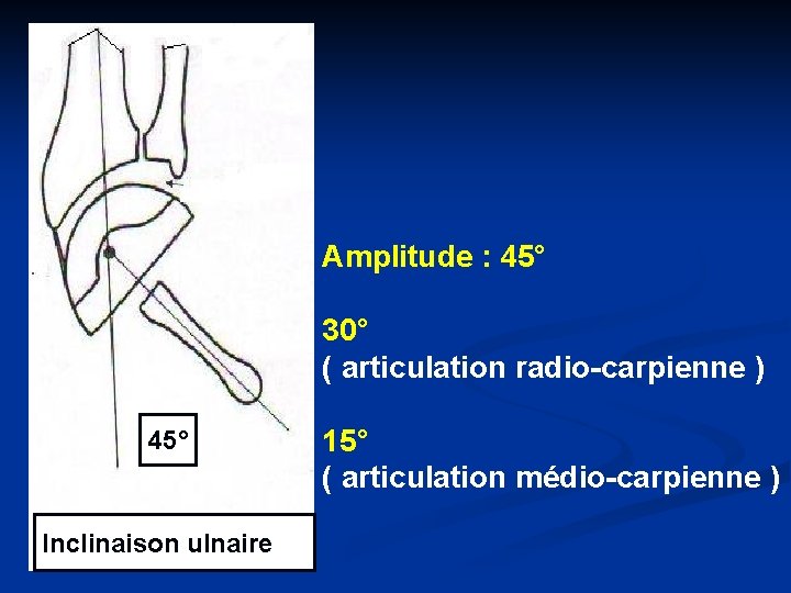 Amplitude : 45° 30° ( articulation radio-carpienne ) 45° Inclinaison ulnaire 15° ( articulation