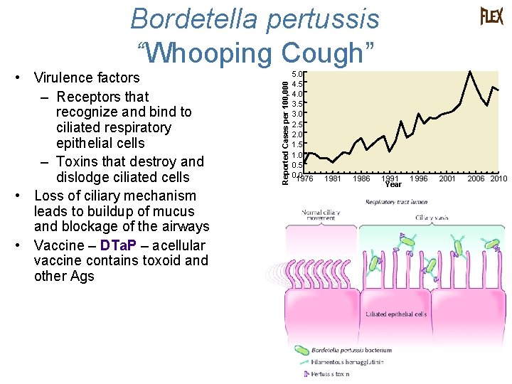  • Virulence factors – Receptors that recognize and bind to ciliated respiratory epithelial