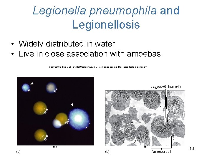 Legionella pneumophila and Legionellosis • Widely distributed in water • Live in close association