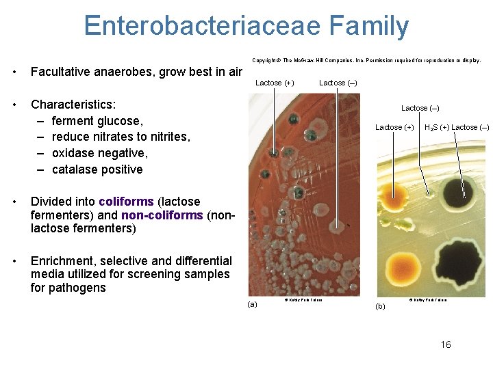 Enterobacteriaceae Family Copyright © The Mc. Graw-Hill Companies, Inc. Permission required for reproduction or