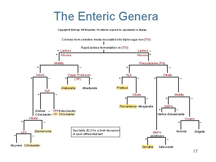 The Enteric Genera Copyright © Mc. Graw-Hill Education. Permission required for reproduction or display.