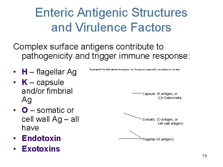 Enteric Antigenic Structures and Virulence Factors Complex surface antigens contribute to pathogenicity and trigger