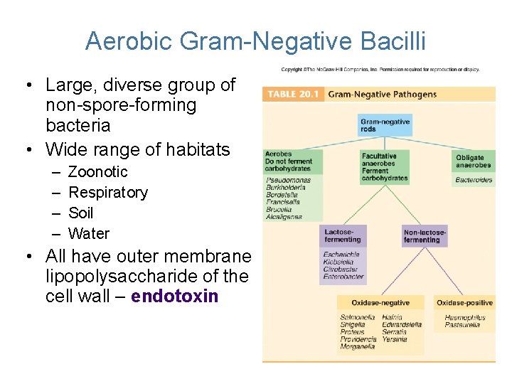 Aerobic Gram-Negative Bacilli • Large, diverse group of non-spore-forming bacteria • Wide range of Aerobic Gram-Negative Bacilli • Large, diverse group of non-spore-forming bacteria • Wide range of