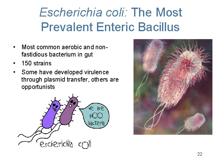 Escherichia coli: The Most Prevalent Enteric Bacillus • Most common aerobic and nonfastidious bacterium Escherichia coli: The Most Prevalent Enteric Bacillus • Most common aerobic and nonfastidious bacterium