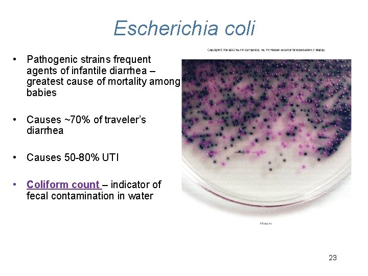 Escherichia coli • Pathogenic strains frequent agents of infantile diarrhea – greatest cause of