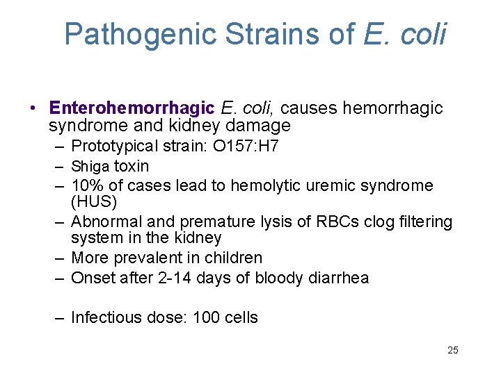 Pathogenic Strains of E. coli • Enterohemorrhagic E. coli, causes hemorrhagic syndrome and kidney