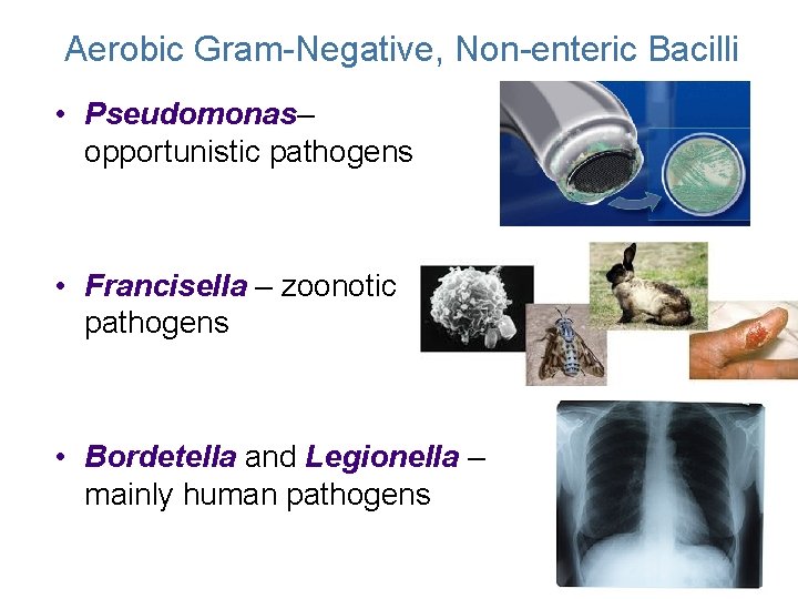 Aerobic Gram-Negative, Non-enteric Bacilli • Pseudomonas– opportunistic pathogens • Francisella – zoonotic pathogens • Aerobic Gram-Negative, Non-enteric Bacilli • Pseudomonas– opportunistic pathogens • Francisella – zoonotic pathogens •