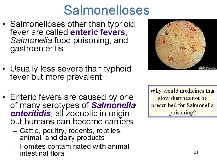 Salmonelloses • Salmonelloses other than typhoid fever are called enteric fevers, Salmonella food poisoning,