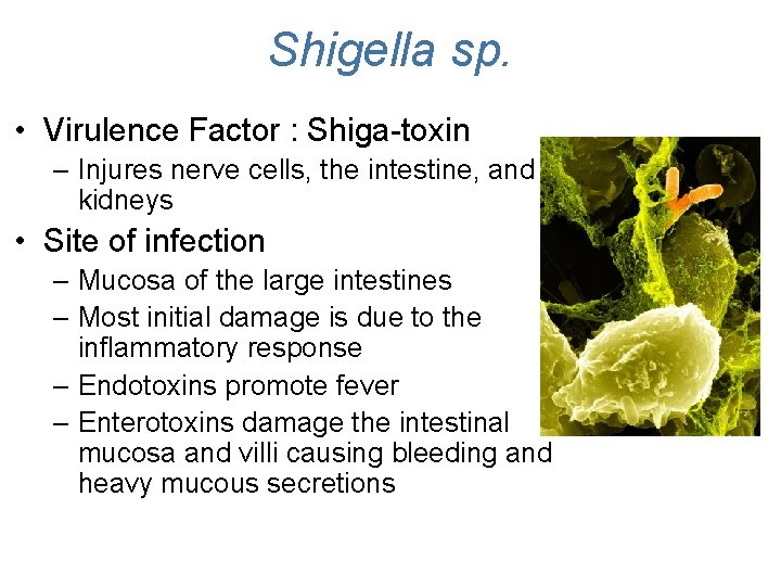 Shigella sp. • Virulence Factor : Shiga-toxin – Injures nerve cells, the intestine, and