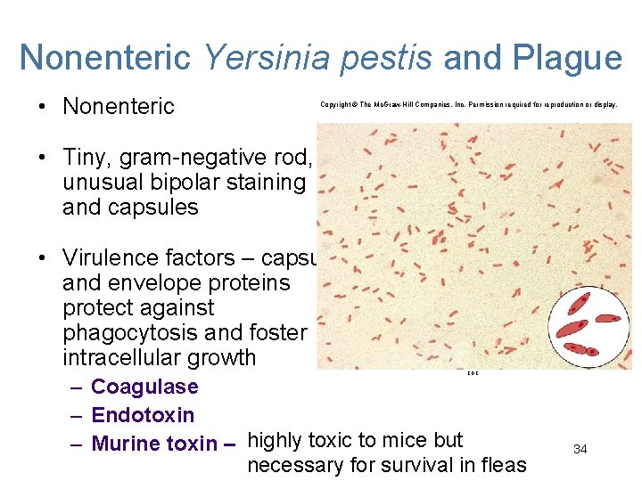 Nonenteric Yersinia pestis and Plague • Nonenteric Copyright © The Mc. Graw-Hill Companies, Inc.