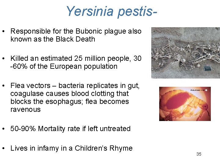Yersinia pestis • Responsible for the Bubonic plague also known as the Black Death Yersinia pestis • Responsible for the Bubonic plague also known as the Black Death