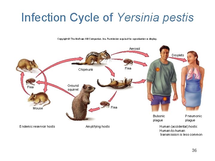 Infection Cycle of Yersinia pestis Copyright © The Mc. Graw-Hill Companies, Inc. Permission required