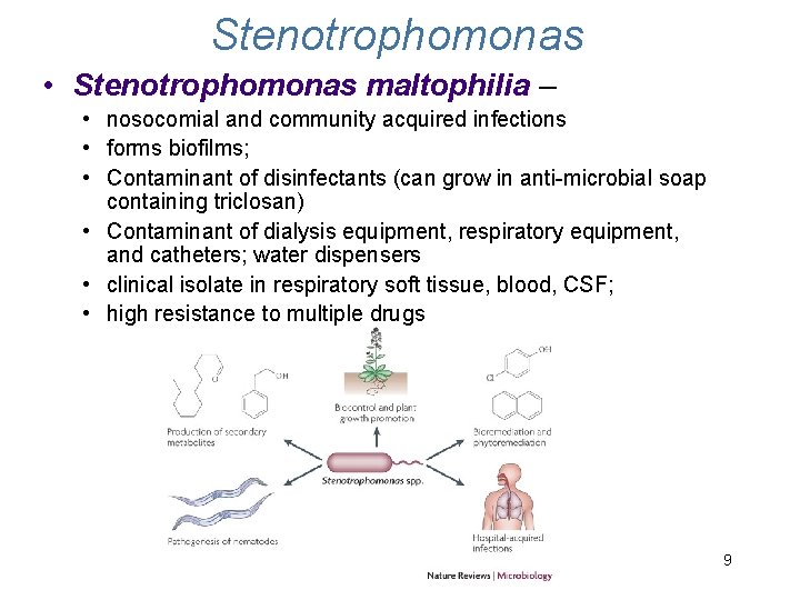 Stenotrophomonas • Stenotrophomonas maltophilia – • nosocomial and community acquired infections • forms biofilms; Stenotrophomonas • Stenotrophomonas maltophilia – • nosocomial and community acquired infections • forms biofilms;