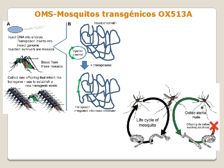 OMS-Mosquitos transgénicos OX 513 A 