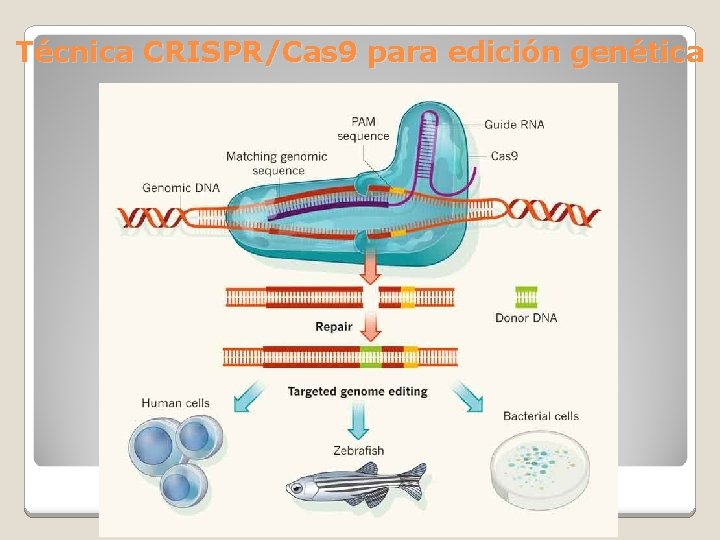 Técnica CRISPR/Cas 9 para edición genética 