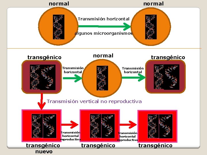 normal Transmisión horizontal algunos microorganismos normal transgénico Transmisión horizontal Transmisión vertical no reproductiva Transmisión