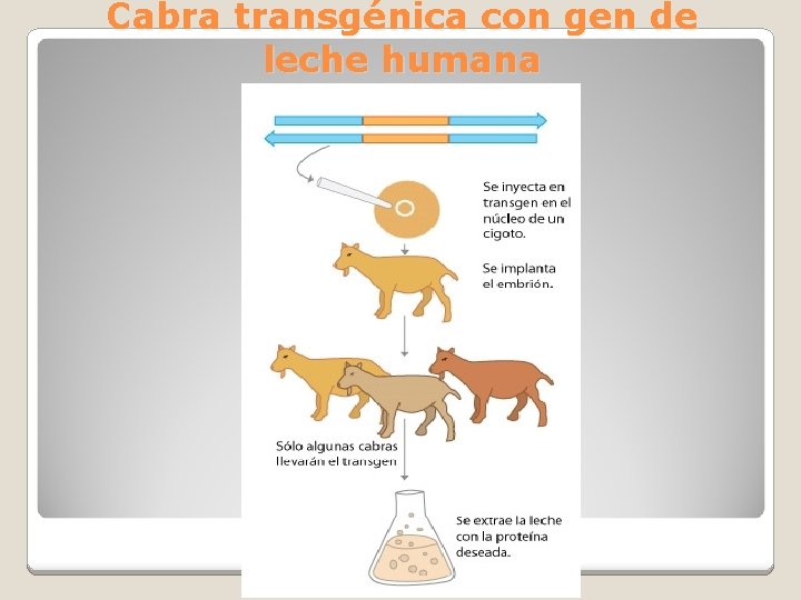 Cabra transgénica con gen de leche humana 