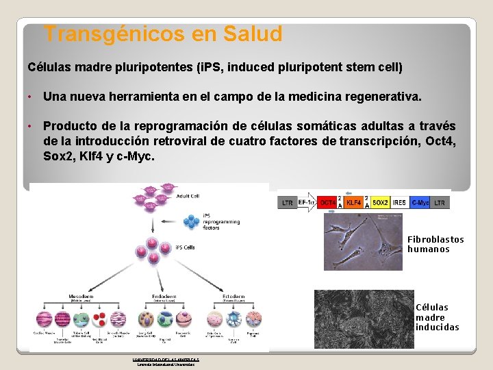 Transgénicos en Salud Células madre pluripotentes (i. PS, induced pluripotent stem cell) • Una