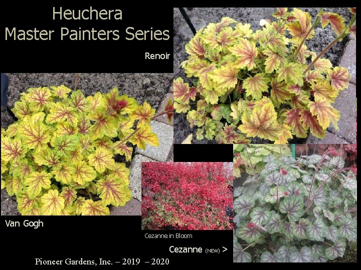 Heuchera Master Painters Series Renoir Van Gogh Cezanne in Bloom Cezanne Pioneer Gardens, Inc.