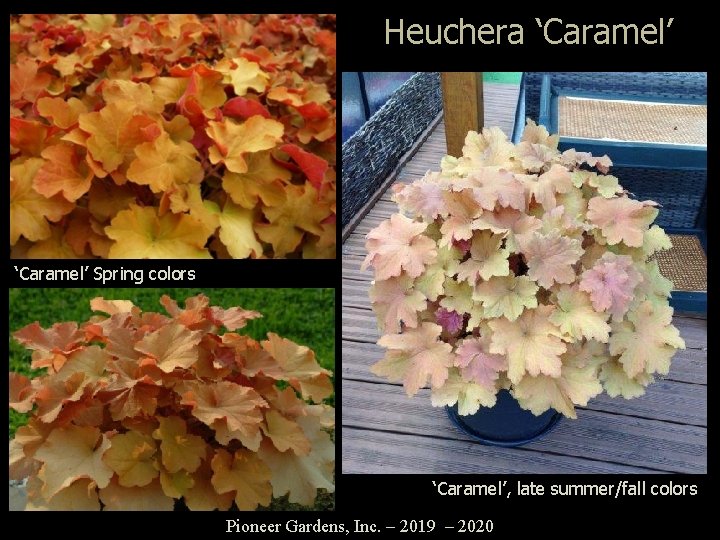 Heuchera ‘Caramel’ Spring colors ‘Caramel’, late summer/fall colors Pioneer Gardens, Inc. – 2019 –