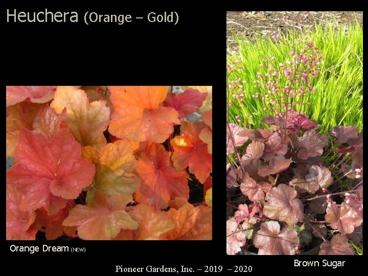 Heuchera (Orange – Gold) Orange Dream (NEW) Pioneer Gardens, Inc. – 2019 – 2020