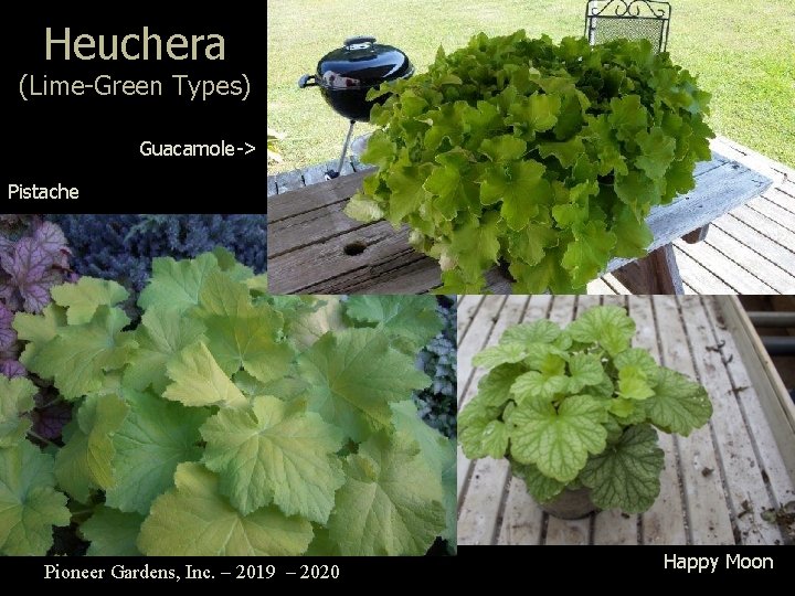 Heuchera (Lime-Green Types) Guacamole-> Pistache Pioneer Gardens, Inc. – 2019 – 2020 Happy Moon