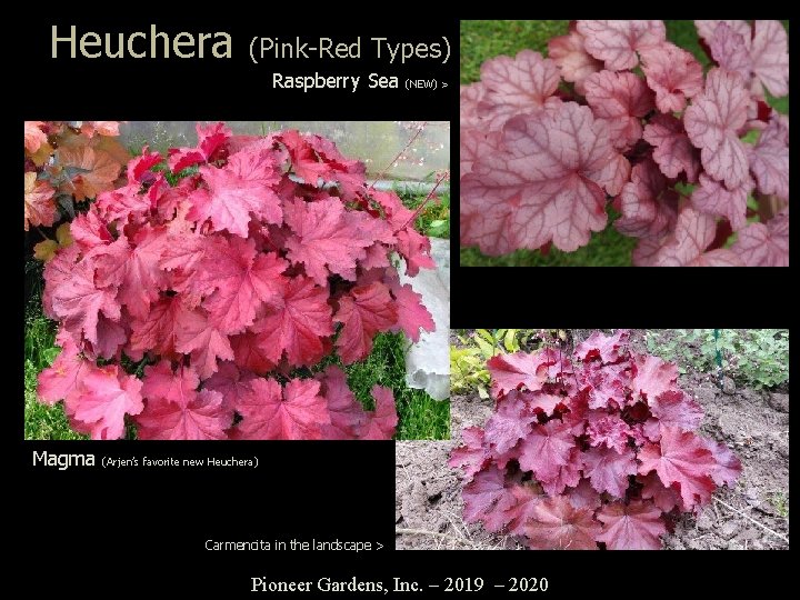 Heuchera (Pink-Red Types) Raspberry Sea Magma (NEW) > (Arjen’s favorite new Heuchera) Carmencita in