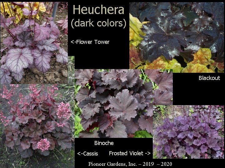 Heuchera (dark colors) <-Flower Tower Blackout Binoche <-Cassis Frosted Violet -> Pioneer Gardens, Inc.