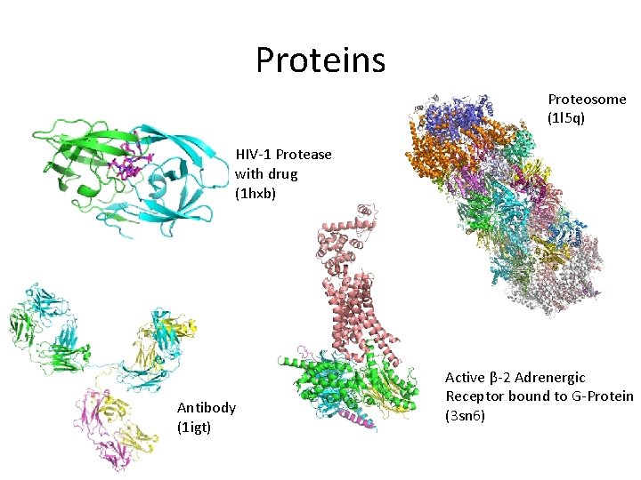 Proteins Proteosome (1 l 5 q) HIV-1 Protease with drug (1 hxb) Antibody (1