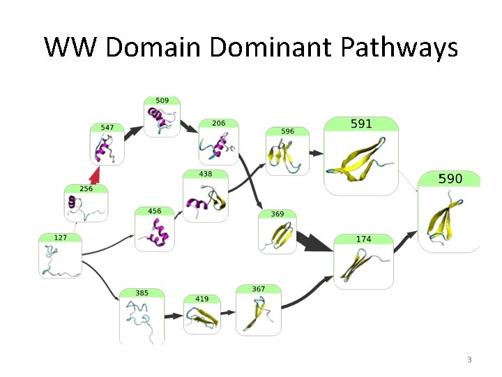WW Domain Dominant Pathways 3 