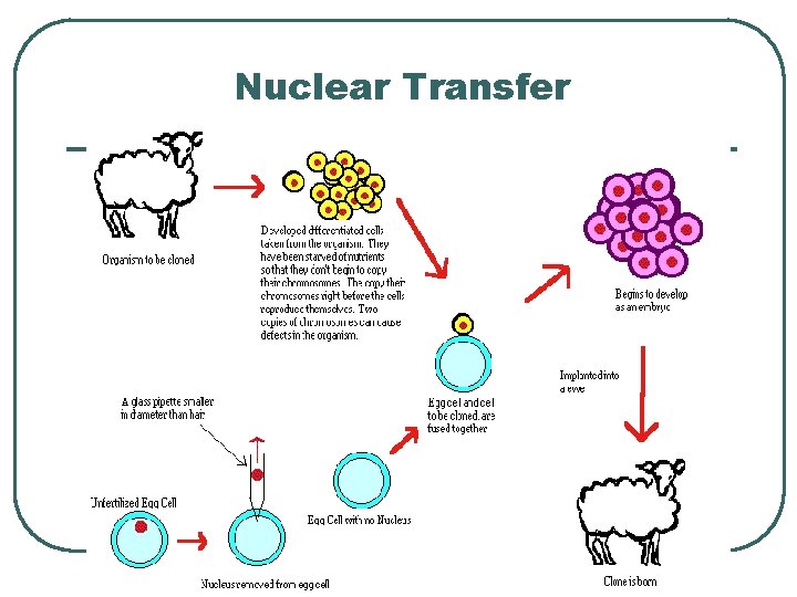 Nuclear Transfer 