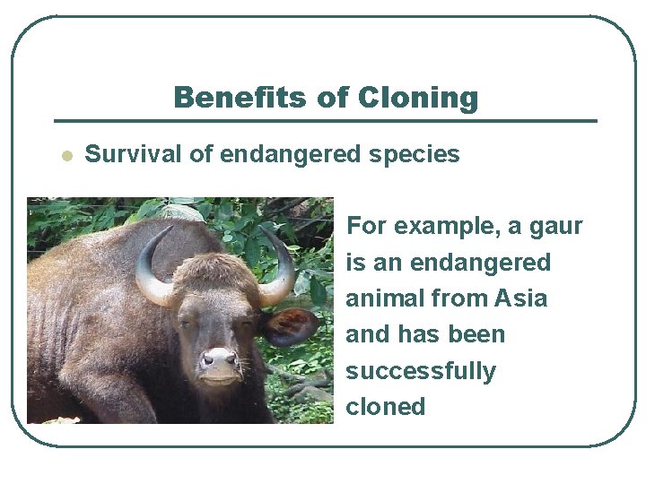 Benefits of Cloning l Survival of endangered species For example, a gaur is an